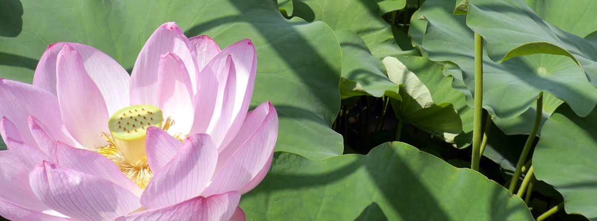 ショートステイ太郎と花子 蓮池